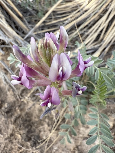 gypsum milkvetch (Astragalus gypsodes)