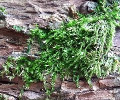 Brachytheciastrum velutinum
