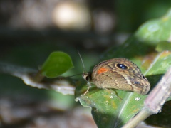 Calisto obscura