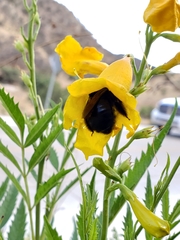Xylocopa tabaniformis pallidiventris