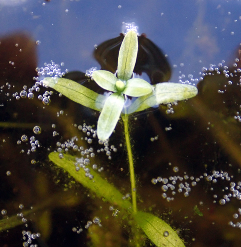 twoheaded water-starwort (Callitriche heterophylla)