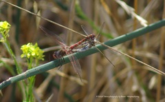 Sympetrum corruptum