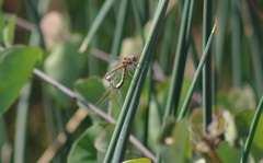 Sympetrum corruptum
