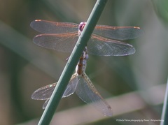 Sympetrum corruptum