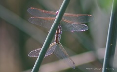 Sympetrum corruptum
