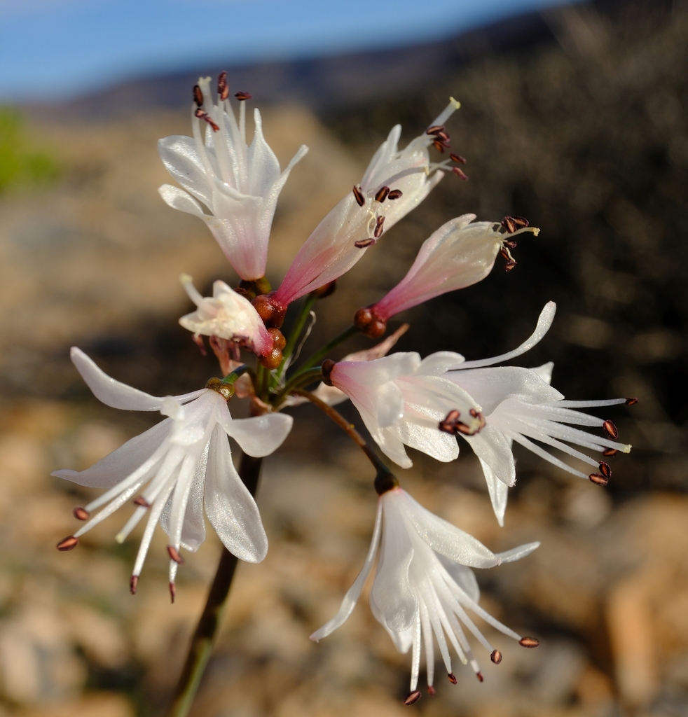 Strumaria hardyana