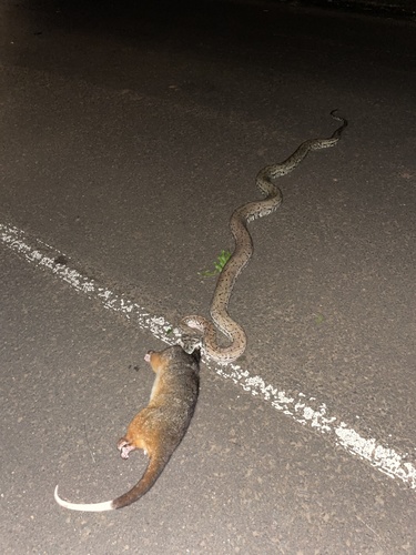 Coastal Carpet Python sighting
