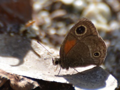 Calisto obscura