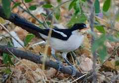 Laniarius bicolor sticturus