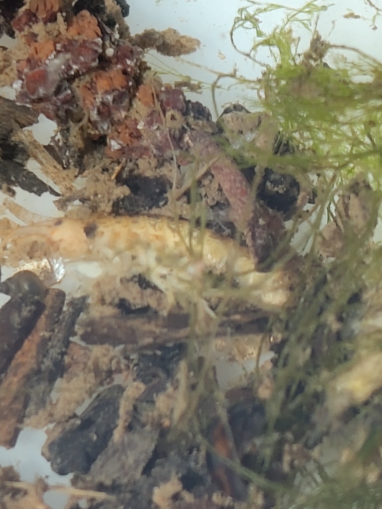 Demon Shrimp