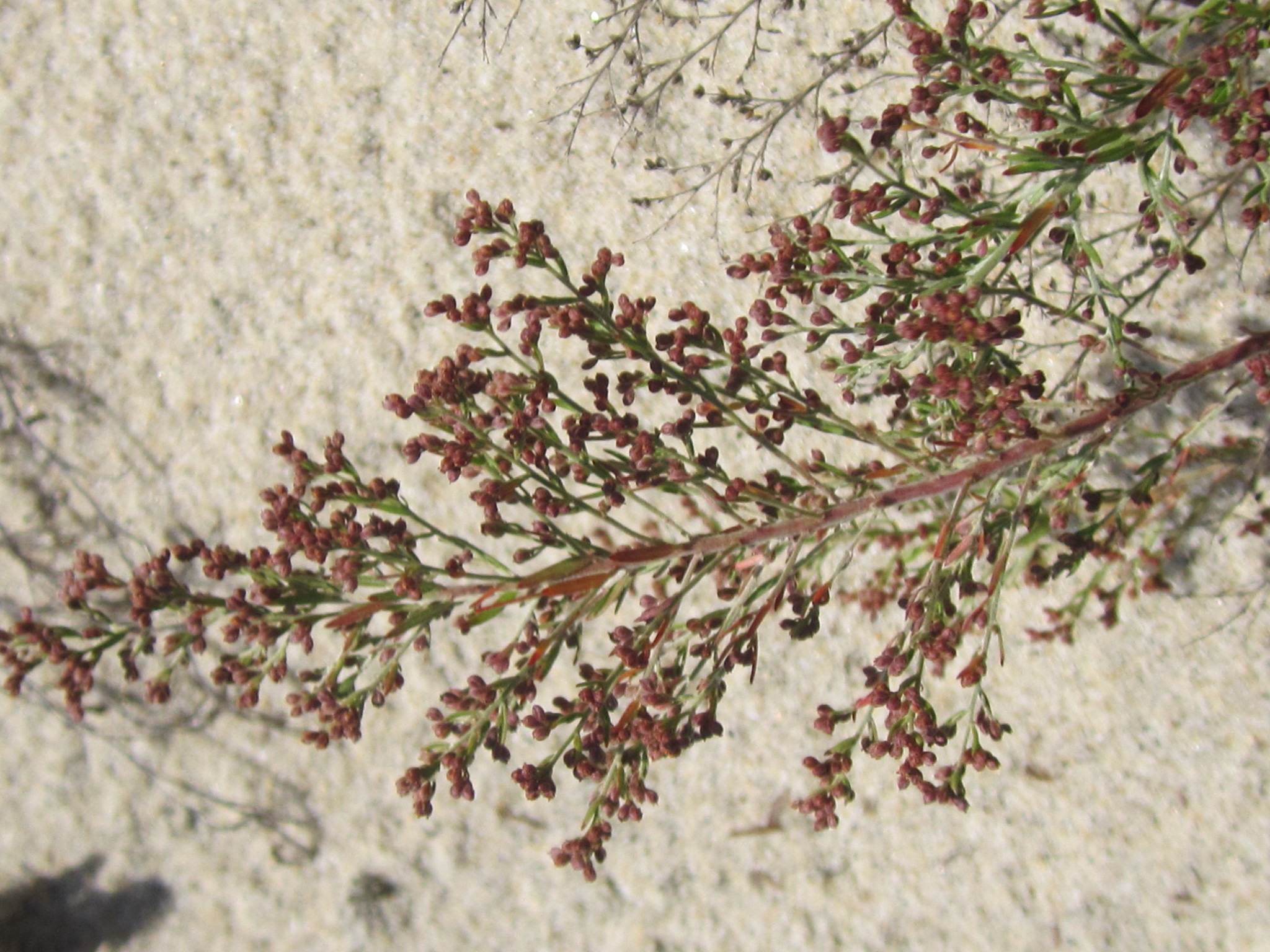 Lechea maritima