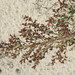 Beach Pinweed - Photo (c) Tom Walker, some rights reserved (CC BY-NC), uploaded by Tom Walker