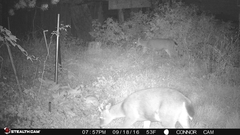 Odocoileus hemionus sitkensis