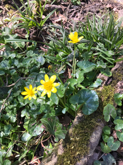 Ficaria verna