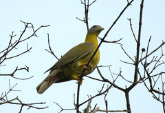Treron phoenicopterus
