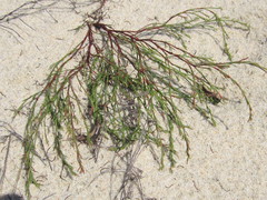 Polygonella articulata
