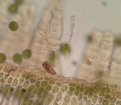 Ulota crispula