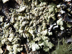 Flavoparmelia haysomii