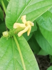 Mandevilla foliosa
