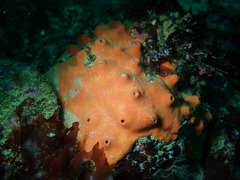 Acarnus erithacus
