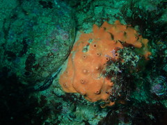 Acarnus erithacus