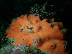 Acarnus erithacus