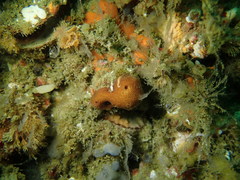 Amphimedon trindanea