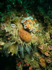 Amphimedon trindanea