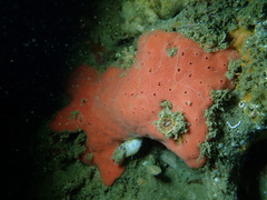 Dragmacidon mexicanum