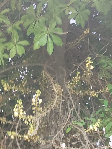 Couroupita guianensis