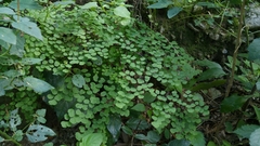 Adiantum tricholepis
