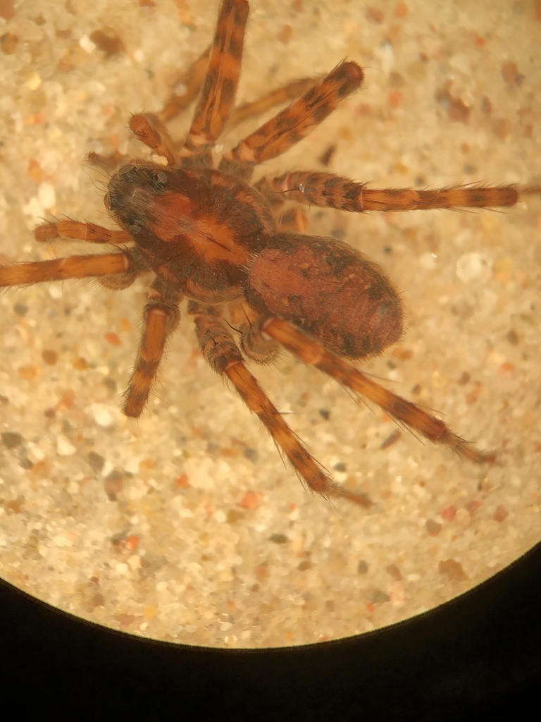 Pardosa uintana