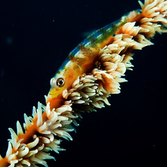 Bryaninops