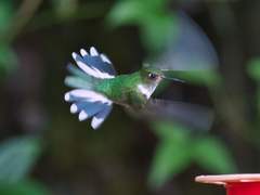 Phlogophilus hemileucurus