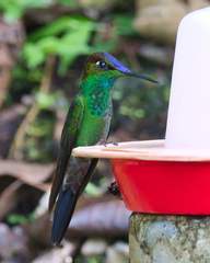 Heliodoxa leadbeateri