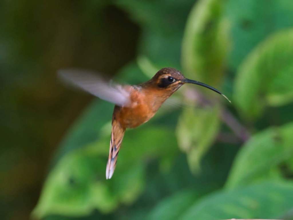 Gray-chinned Hermit photo