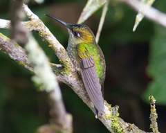 Heliodoxa leadbeateri