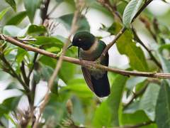 Heliangelus amethysticollis