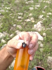 Pasimachus elongatus