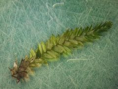 Plagiothecium nemorale