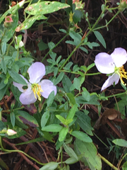 Rhexia mariana mariana
