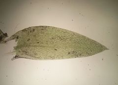 Plagiothecium nemorale