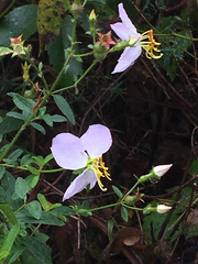 Rhexia mariana mariana