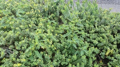 Phyllanthus leucanthus