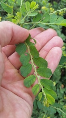 Phyllanthus leucanthus