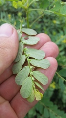 Phyllanthus leucanthus