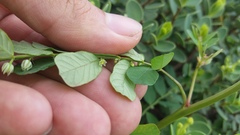 Phyllanthus leucanthus