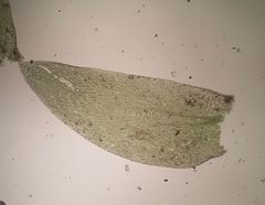 Plagiothecium nemorale