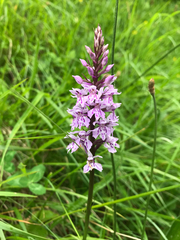 Dactylorhiza fuchsii