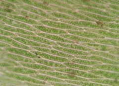 Plagiothecium nemorale